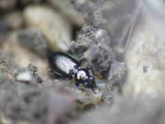 Bembidion