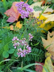 Achillea millefolium borealis