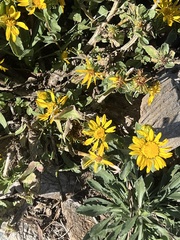 Grindelia hirsutula