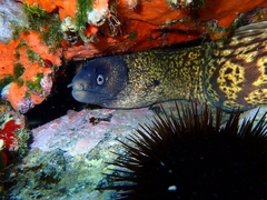 Muraena helena