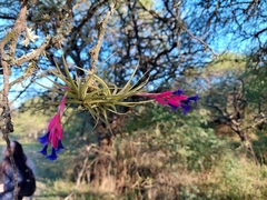 Tillandsia aeranthos