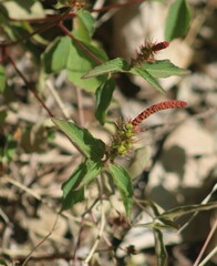 Acalypha phleoides