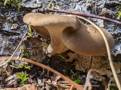 Lentinus brumalis