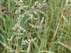 Eragrostis echinochloidea
