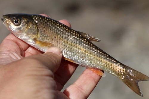 Southern Iberian chub