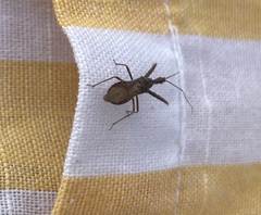 Acholla multispinosa