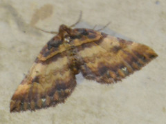 Earophila badiata