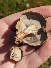 Lentinus brumalis