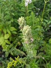 Verbascum thapsus