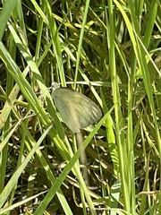 Ascia monuste eubotea