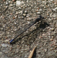 Argia immunda