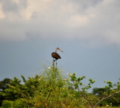 Aramus guarauna