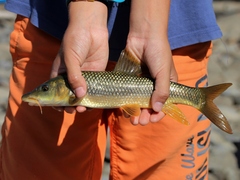 Luciobarbus sclateri