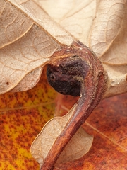 Andricus quercuspetiolicola