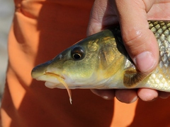 Luciobarbus sclateri