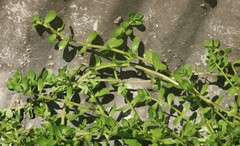 Bacopa monnieri