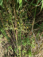 Pulicaria paludosa