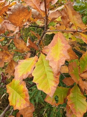 Andricus quercuspetiolicola