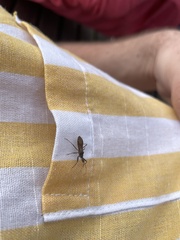 Acholla multispinosa