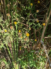 Pulicaria paludosa