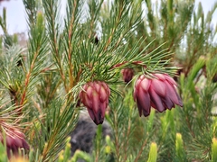 Protea nana