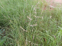 Eragrostis echinochloidea