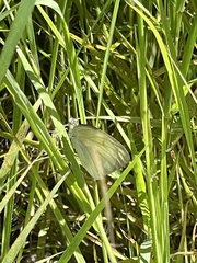 Ascia monuste eubotea