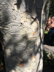 Caloplaca cerina