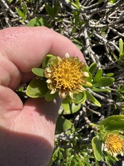 Borrichia arborescens