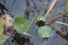 Hydrocotyle bonariensis