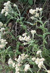 Pseudognaphalium undulatum