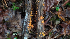 Favolaschia calocera
