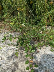 Cotoneaster divaricatus