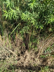 Pulicaria paludosa