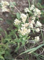 Pseudognaphalium undulatum