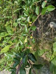 Cotoneaster divaricatus