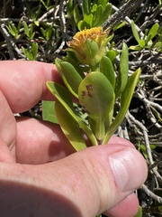 Borrichia arborescens