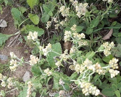 Pseudognaphalium undulatum