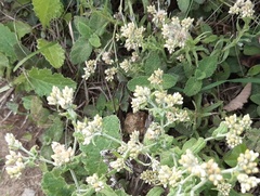 Pseudognaphalium undulatum