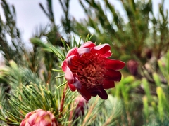 Protea nana