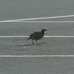 Alectoris chukar