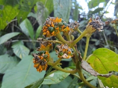 Tilesia baccata