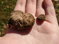 Lentinus brumalis