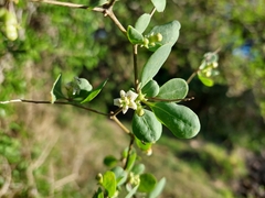 Lycium boerhaviifolium