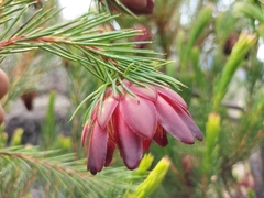 Protea nana