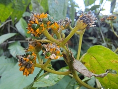 Tilesia baccata
