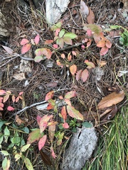 Vaccinium pallidum