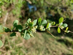 Lycium boerhaviifolium