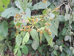 Tilesia baccata
