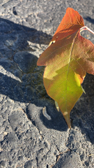 Liquidambar formosana